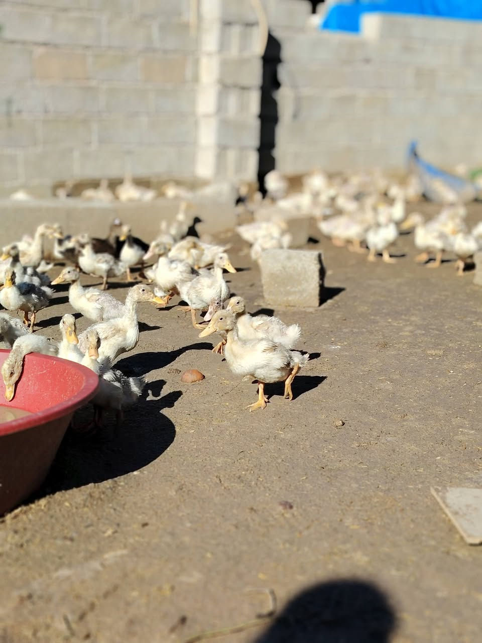 بط للبيع مفرد ٧ واذا شلع الزوج ٥
الشراي يجي خاص  لو يخابر ***********
عنواني كركوك
