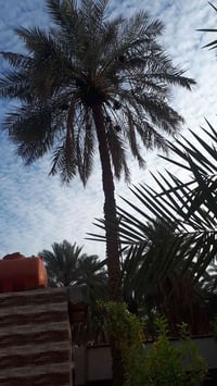 بستان • ١٢٠٠م • ٢٠ نخيل