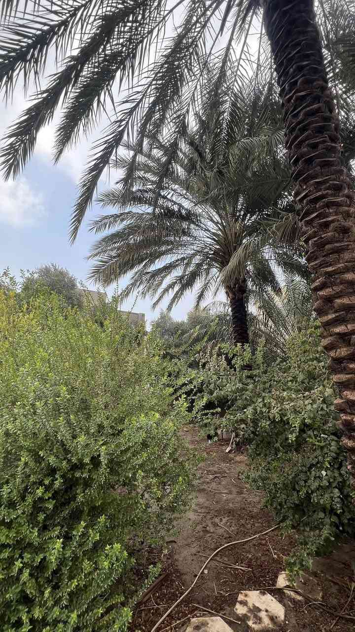 السلام عليكم
بيت للبيع ، المساحة الكلية ٧٥٠ متر

سند البيت : ملك صرف (الجنس بستان)

مساحة البناء ١٢٥ متر ( غرفتان كل وحدة ٥x٤ 
والاستقبال ٤x٦ 
والمطبخ ٤x٥
والصالة ١٠x٣،٥
يحتوي البيت على صحيات داخلية وخارجية
وغرفة في الطابق الثاني)

البيت ركن في منطقة حي الامام ( السواجي) فرع بيت ابو علي وعد الگصاب 
ويحتوي البيت على اشجار ونخيل وحديقة.. كما موضح في الصور ادناه
للأستفسار اكثر يرجى الاتصال على الرقم

***********
