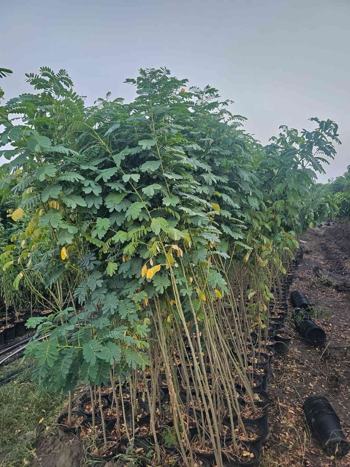 اهلا وسهلا 
بزبأئنا الكرام تم وبعون الله تجهيز وأتمام ألاشجار ألمعمره وبكافة الاصناف وذات المنظر الجميل وتجهيز بكافة الأحجام 
ألأستفسار ***********
 يوجد واتساب
