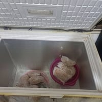 مجمّدة • شرط الفحص • نجف عسكري گبل