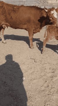 ياالله اللهم صلى على محمد وال محمد بجر اول بطن سمنتال وراها حوليه سمنتال متعهد كافه  شروط الجني حليب دسمه امان ضمان دابه متعهد من كل عيب شراي يتصل مكان بغداد ابي غريب يرهم مراوس بحلال
واتس *********** يوجد توصيل حسب الاتفاق 
*********** دابه كلش حلوة ضالمه التصوير
