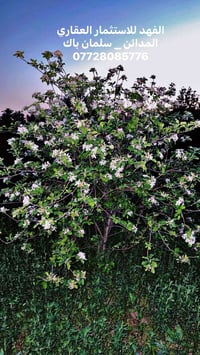 المدائن سلمان باك • ١٠٠٠م • طابو تحويل