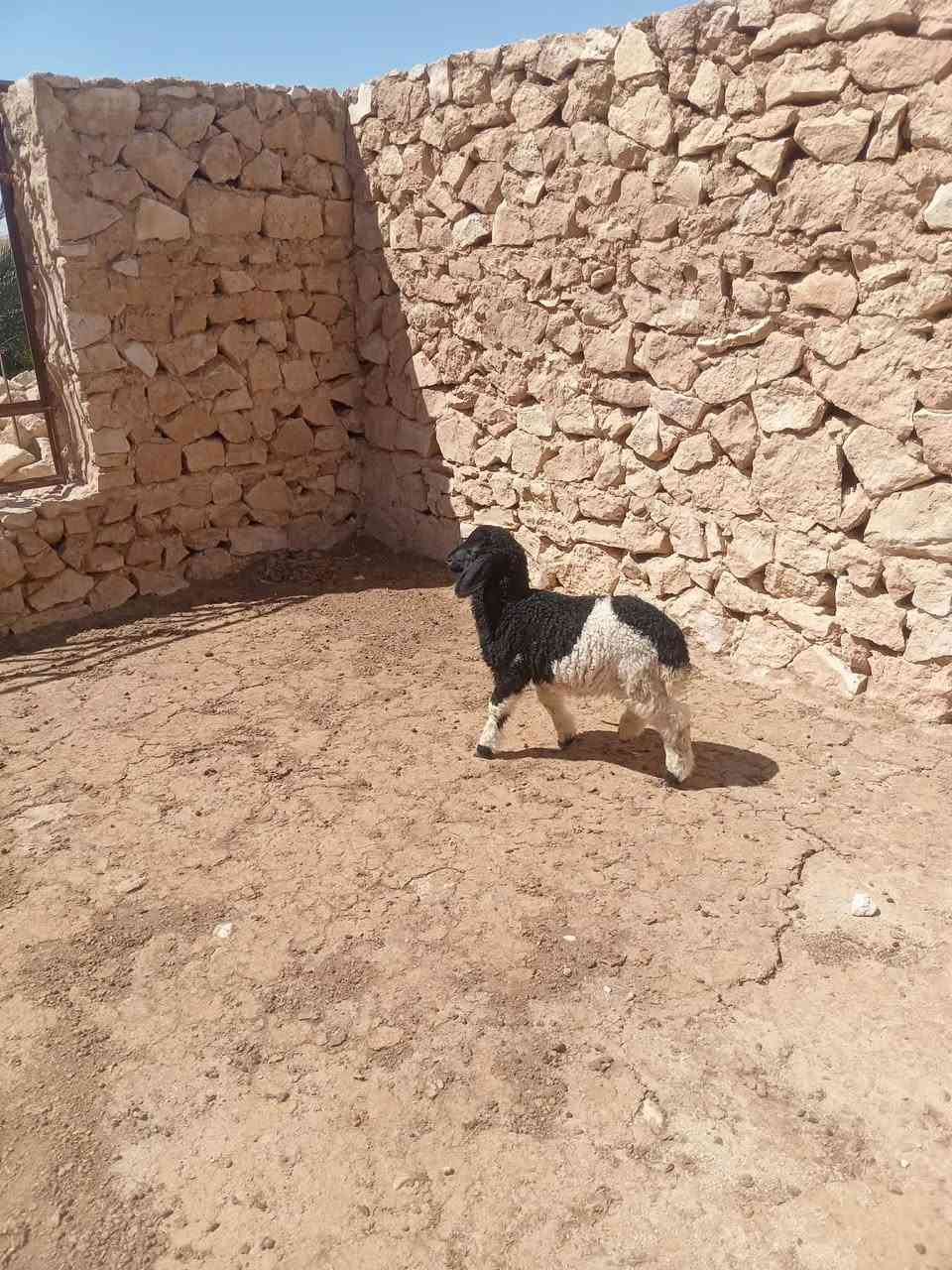 متاح فطيمه حلوه شتريد ترهم جنيه ربط شرط نصاح حلوه من جنيه حلال نضيف حلوه شرط نصاح سعر ١٧٥مكان بروانه سنجك يوجد توصيل حسب لاتفاق ***********
