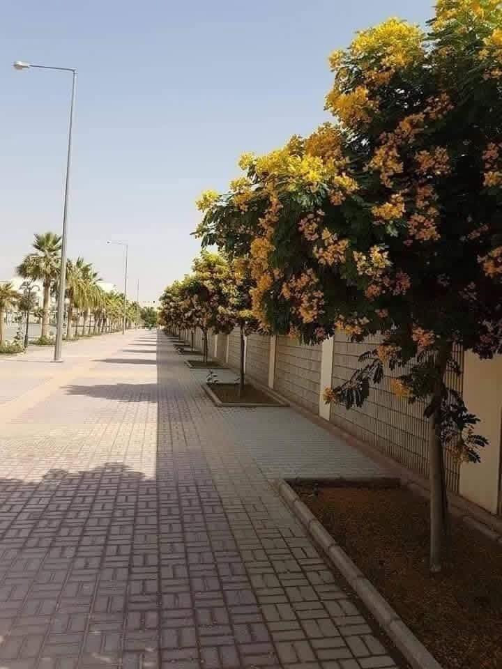 أكاسيا 💛✅
مصري اصفر 
شجرة🌳 اكاسيا جلوكا
الاسم العلمي: كاسيا جلوكا
((تتبع صنف الكاسيات)
 
الإرتفاع مترين ونص 
السعررر //5 الف


**إذا كنت صاحب هذا الإعلان وتريد حذفه لأي سبب، رجاءا أرسل رسالة إلى الدعم الفني**