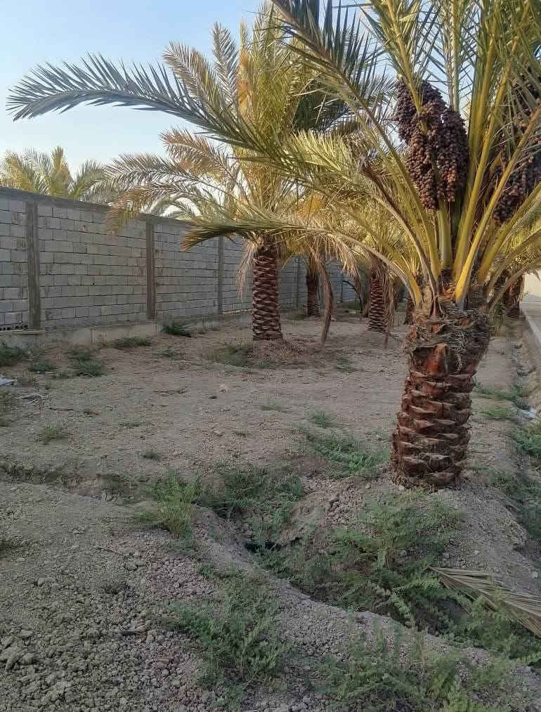 1100 متر للبيع ابي الخصيب محيله 

على تبليط اونهر يحتوي على نخيل 🌴

ومسيج ومرتب شارع مالته كلش كبير 

يبعد عن سيطرة محيله  300متر
 
طابو ملك صرف بسعر مناسب 

باقي التفاصيل اتصل ***********
