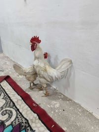 للبيع • غراض • اغراض شخصية • مستعمل • للبيع بسعر • بضاعة • سعر مناسب •...