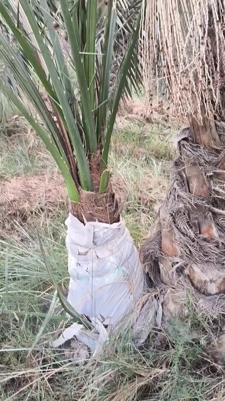 فرخ برحي حرر باعتباره نخله مو فرخ  حمال اله ثاني موسم بيه جذور ويه أمه ومجذرينه وحدره فسيله  250سعر ***********
