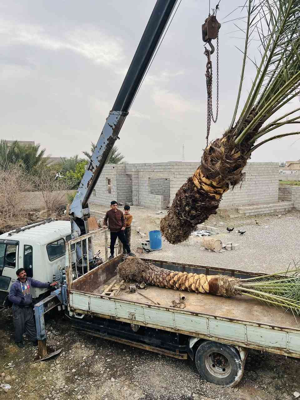عمل اليوم في ناحية الزاب بتاريخ 10/2/2026 الثلاثاء 
خطوات القلع والنقل والزراعة 
١-تكريب وتنظيف النخلة وتجهيزها للقلع
٢-حفر وقلع بشكل صحيح 
٣-نقل بشكل صحيح بحيث جمارة النخلة ما تتأذى
٤-زراعة صحيحة مع وضع مضاد فطري للحفاض عل النخلة من التعفن والفطريات 
٥-واخيراً تحويض النخلات بشكل صحيح ومرتب
اتصل وتدلل
للأتصال ***********
#تكريب
#تكريب_النخيل
#تكريب_وتنضيف_النخيل
