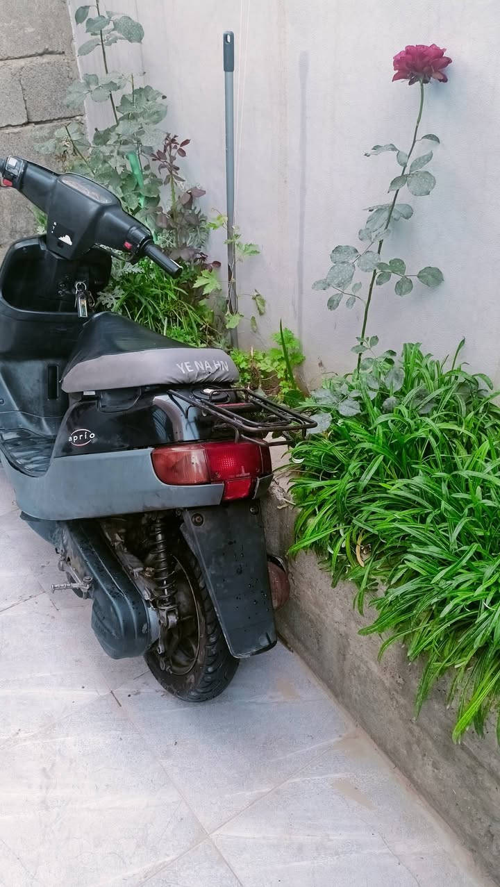 ماطور بوتين حديث دبل سكريته شلعه شرط معدل شرط قطاره بانزين كلو اصلي وين ماتريد افحص اذا بي شغله وحده تجاري يرجعلي وايرمنيه شغاله شرط نكره سلف اشاير هورن كلو شغال يعوزو وقافيه وجاميه مال اشاره الكدام واضحه بلصوره 300وبي مجال ابو ل200لاتعب نفسك اعبر المنشور واتساب فقط (***********)
