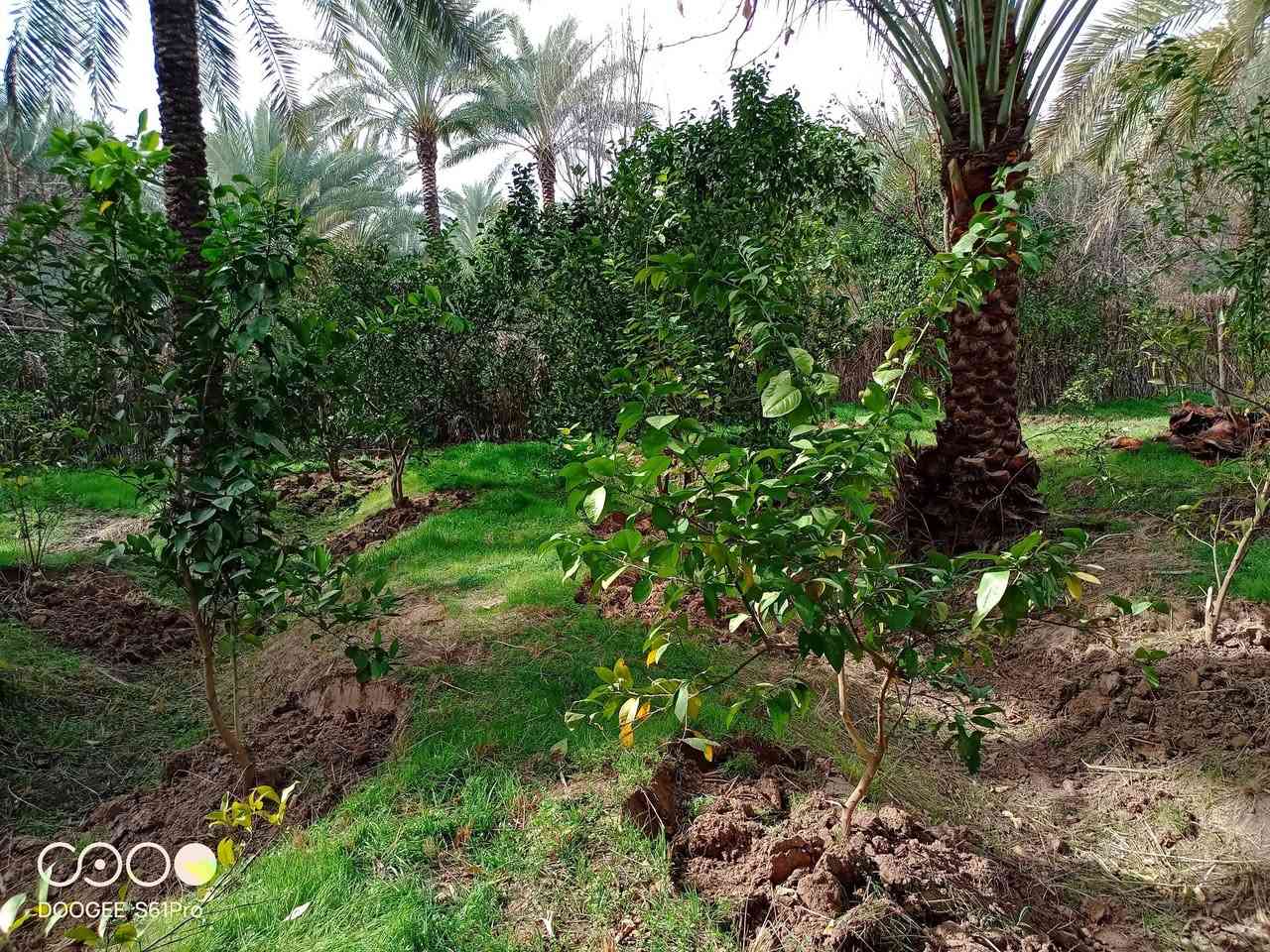 #نص دونم للبيع المكان بغداد الراشدية قرب البحيره 

#الواجهة35متر.    #ونزال35متر

#الاتصال***********
