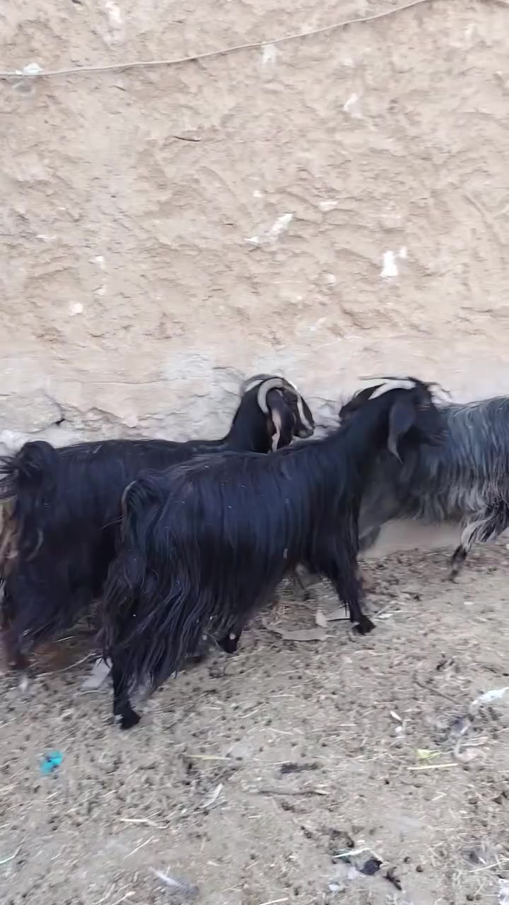 السلام عليكم البيع عنوز العدد 4 عشر المكان هيت الاستفسار أكثر عل رقم ***********
