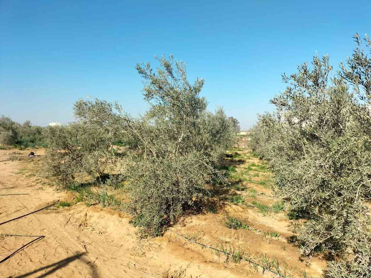 للبيع بفضل الله 
9فدان ونص  ملك نهائي 
كهربا 
وبير خاص 
علي اول طريق الدولي العلمين 
كيلو من الكرته الدولي 
وكيلو ونص من طريق مصر اسكندريه الصحراوي 
الارض مزروعه زيتون 
السعر 13مليون مقابل للتفاوض 
للاستفسار م عبدالرحمن 01228093109


**إذا كنت صاحب هذا الإعلان وتريد حذفه لأي سبب، رجاءا أرسل رسالة إلى الدعم الفني**