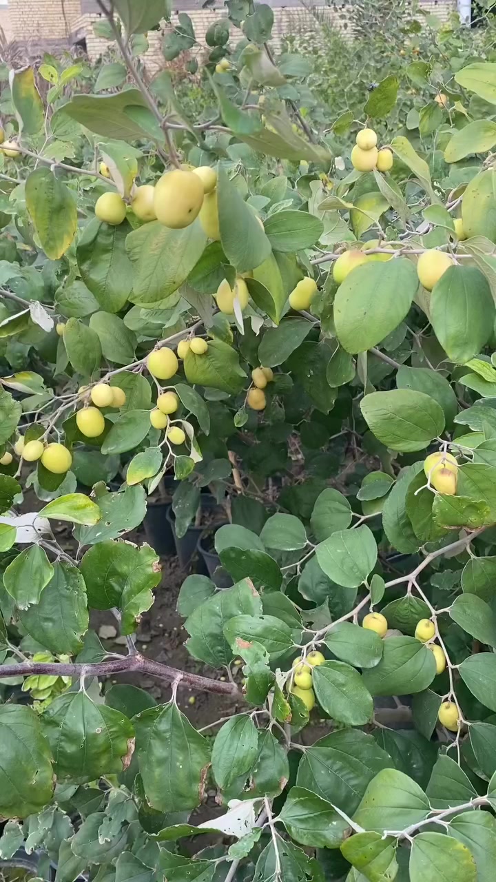 تم وصول وجبه جديده من السدر التفاحي التايلندي بدون  بزر  يوجد كميات جمله مفرد
لتواصل خاص او واتساب***********
