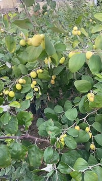 تم وصول وجبه جديده من السدر التفاحي التايلندي بدون  بزر  يوجد كميات جم...