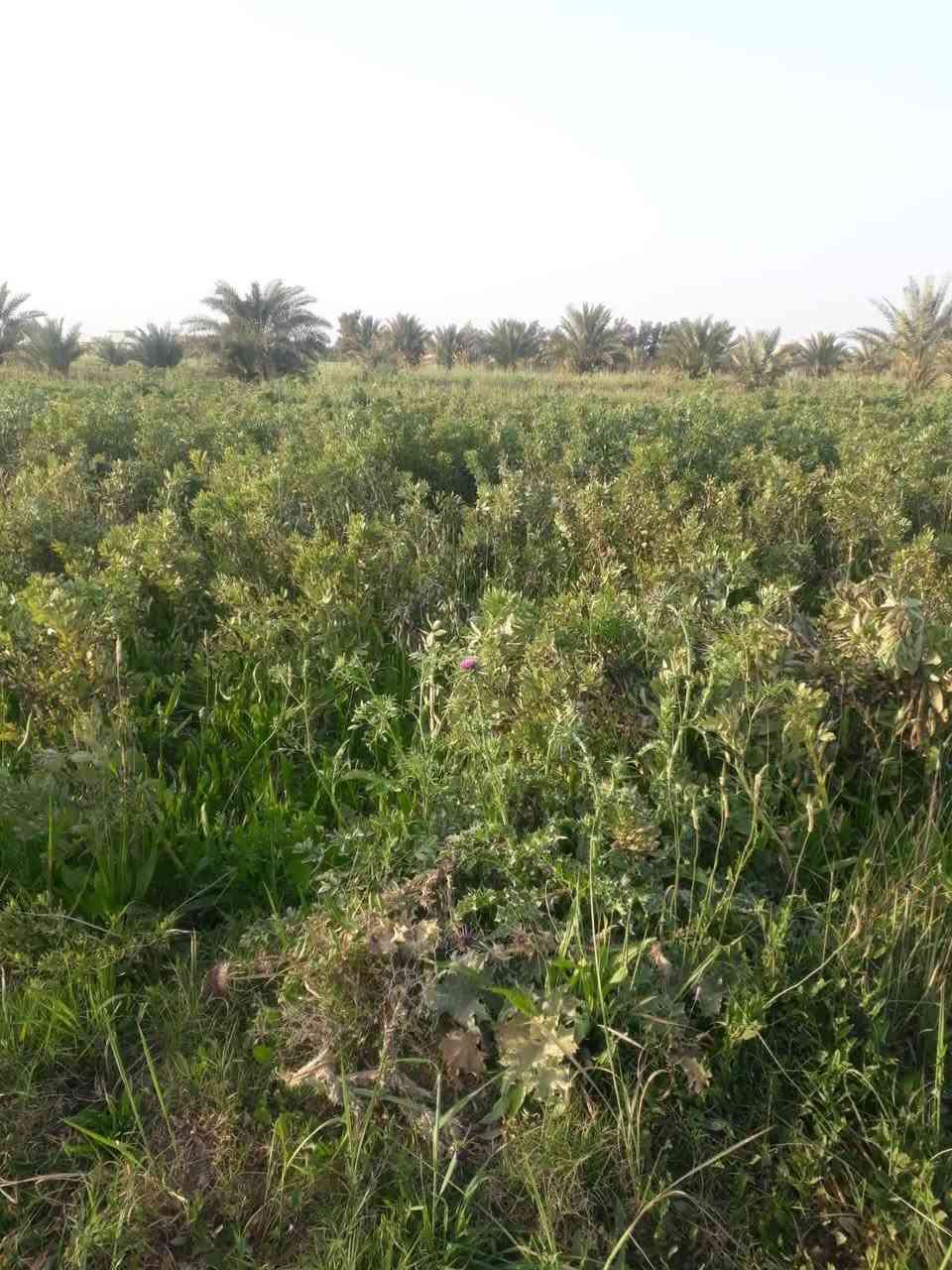 #للبيع
ارض زراعيه شاطيه ٢٢دونم مع دور سكنيه عدد ثنين عقد ١١٧ مع بستان عشره دونم عدد النخيل 100نخله متنوعه مثمره البستان مجاز رسمي وجه شارع وشط نهر دجله مركز محافظة واسط مع توفر كافة الخدمات 
للتواصل مع صاحب الارض👇 👇 
***********
