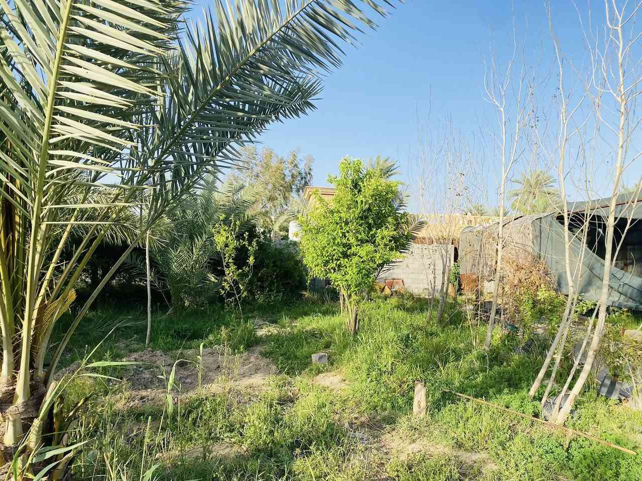 🏡 للبيع او مراوس – مزرعة + بيت سكني + قطعة أرض إضافية

📍 الموقع: الشهابي الأولى – تبعد 10 دقائق فقط عن مركز مدينة الفلوجة.

✨ التفاصيل:
• مزرعة واسعة مزروعة بأنواع نخيل مميزة: برحي، خستاوي، حمراوي، تبرزن.
• أشجار مثمرة متنوعة: عرموط (كمثرى)، تفاح، ليمون، برتقال، لالنكي، نارنج، خوخ، تين وغيرها.
• بيت سكني جاهز للسكن.
• قطعة أرض خلف البيت – المساحة الكلية: دونمين و700 متر.
• سند طابو زراعي – سند 25.
• تتوفر جميع الخدمات: ماء، كهرباء، مولد.

💰 السعر: 240 مليون 

📞 للتواصل:
• عبر الخاص.
• أو الاتصال على الأرقام:  ***********
                                           ***********
