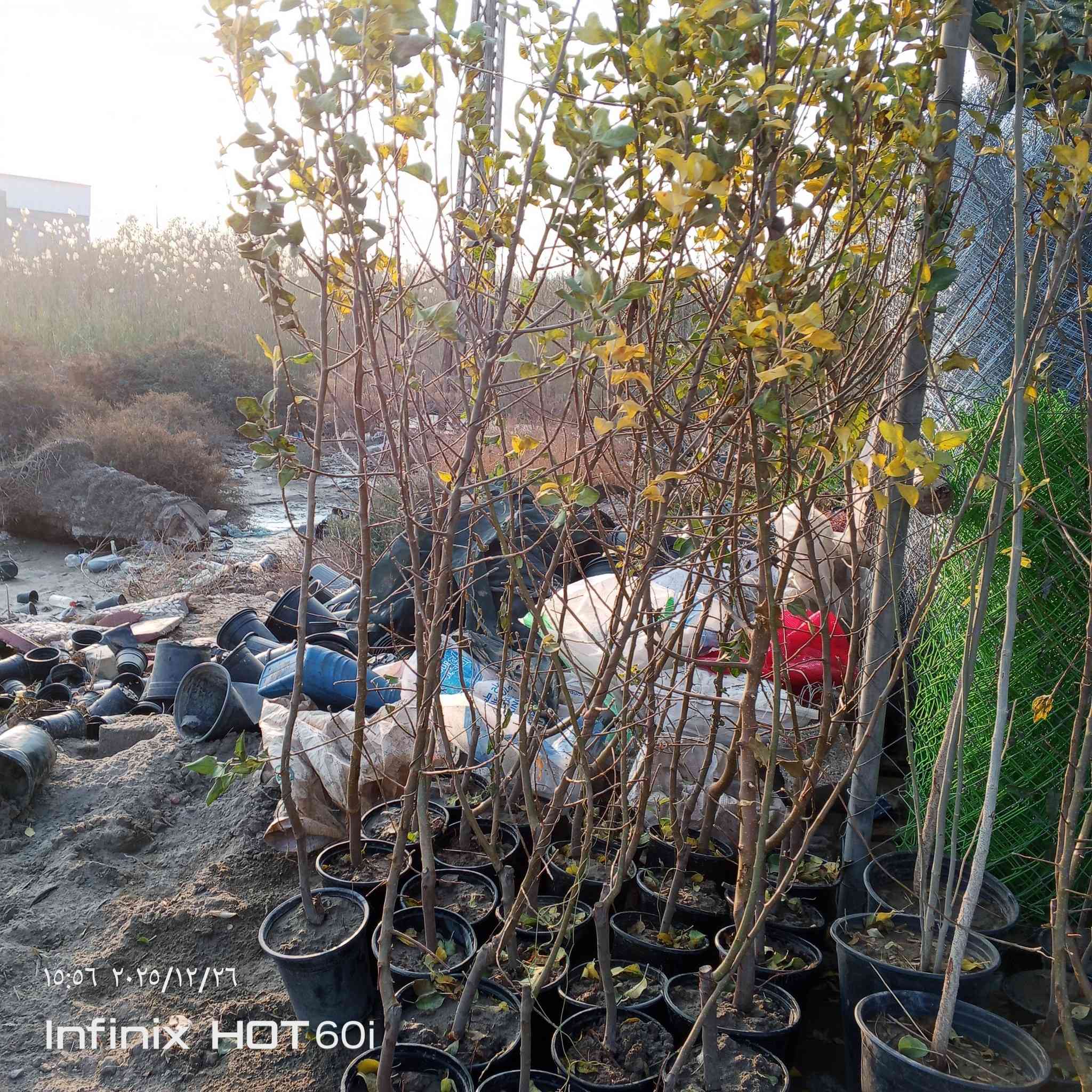 مشتل سيد جلال لجميع الاوراد والازهار لانواع الاشجار ليمون  اخضر ليمون برتقال  كليمنتين  يوسفي جريب فرروت  يوزو ماندرين بوميلو كالامانسي برتقال أحمر  ليمون كافيير مكان شارع العام يوجد خدمه توصيل داخل الصويره الاتصال على الرقم  ***********
