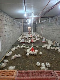 دجاج لحم • ٢ كيلو • قرية جارالله