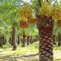 نخيل • شتال • مكاني رفاعي