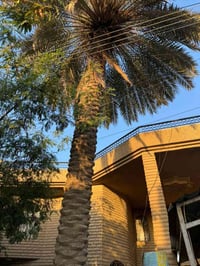 صاعود نخيل  (تنظيف )(تكريب)( تلقيح) (معالجةالنخيل بالمبيدات ) ( ربط نش...