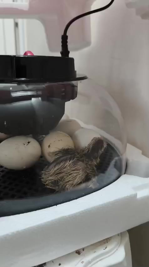 نسبه التفقيس 99بل100 عن تجربه
شاشة رقمية لضبط ومراقبة الحرارة بدقة.
 • التحكم بالرطوبة:
فيها خزانين ماء (الأنابيب الجانبية) للحفاظ على نسبة الرطوبة المناسبة.
 • تقليب البيض أوتوماتيك:
الجهاز يقلب البيض تلقائيًا كل فترة حتى لا يلتصق الجنين بالقشرة.
 • غطاء شفاف:
حتى تراقب البيض بدون فتح الجهاز.
 • إنذار وتنبيه:
بعض الموديلات تعطي تنبيه إذا الحرارة أو الرطوبة صارت غير مناسبة.
 • سعة البيض:
عادةً من 12 إلى 16 بيضة (حسب الموديل)
للستفسار ***********
