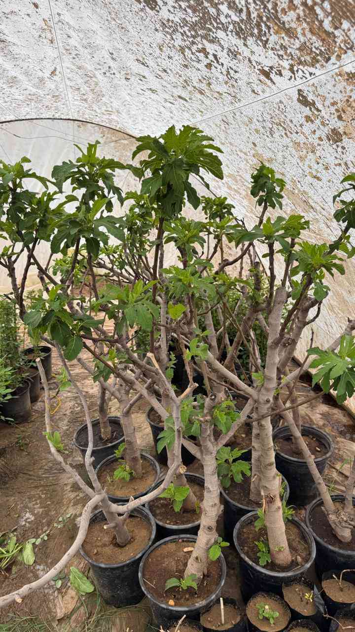 سلام عليكم 
⭕️يتوفر لدى مشتل الحداثه انواع من الشتلات منها⭕️
١-تين بني مسلم عمر ٤ سنوات مثمره وحجم كبير 
٢- تين بني مسلم عمر سنه متوفر جمله ومفرد 
٣- عنب بلدي (الشدة) عمر سنه 
٤- خطم الساحل (خبيز الساحل ) عمر سنه ارتفاع من ١٥٠-١٨٠ سانتيم
٥_ سدر حشري عمر سنه متوفر جمله ومفرد
٦- ورد جوري سلطاني عطري فواح كثافه في التزهير 🌷🌸
٧- ورد جوري تركي اللوان (مثلاً - ابيض-احمر-وردي)🌹🥀
باسعار رمزيه ومناسبه
🔴 العنوان - ميسان- المشرح - قرب جسر العبوس 
متوفر توصيل 
للاستفسار واتساب 
***********
***********
