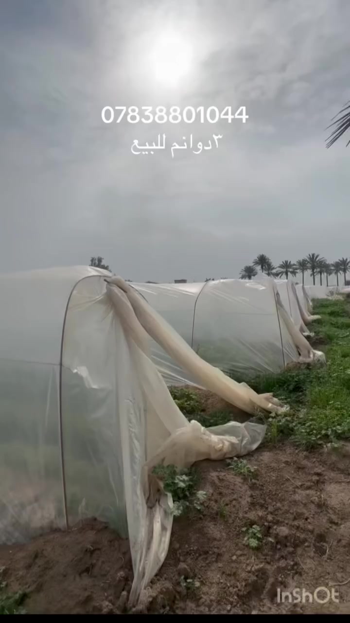 ٣ دوانم للبيع سند ٢٥ على طابو  المحمودية وجهة الدوانم ٦٥ متر النزال ١١٤  الدوانم مخدومه بالكامل ماء سقي على روائي شيشبار وماء اساله وكهرباء وخط مولد والأرض مزروعة مثل متلاحظون في الفيديو راح يكون سعر الدونم الواحد ٥٠ مليون وقابل للتفاوض للاستثمار أكثر مراسله الصفحة أو الاتصال على الرقم ***********
