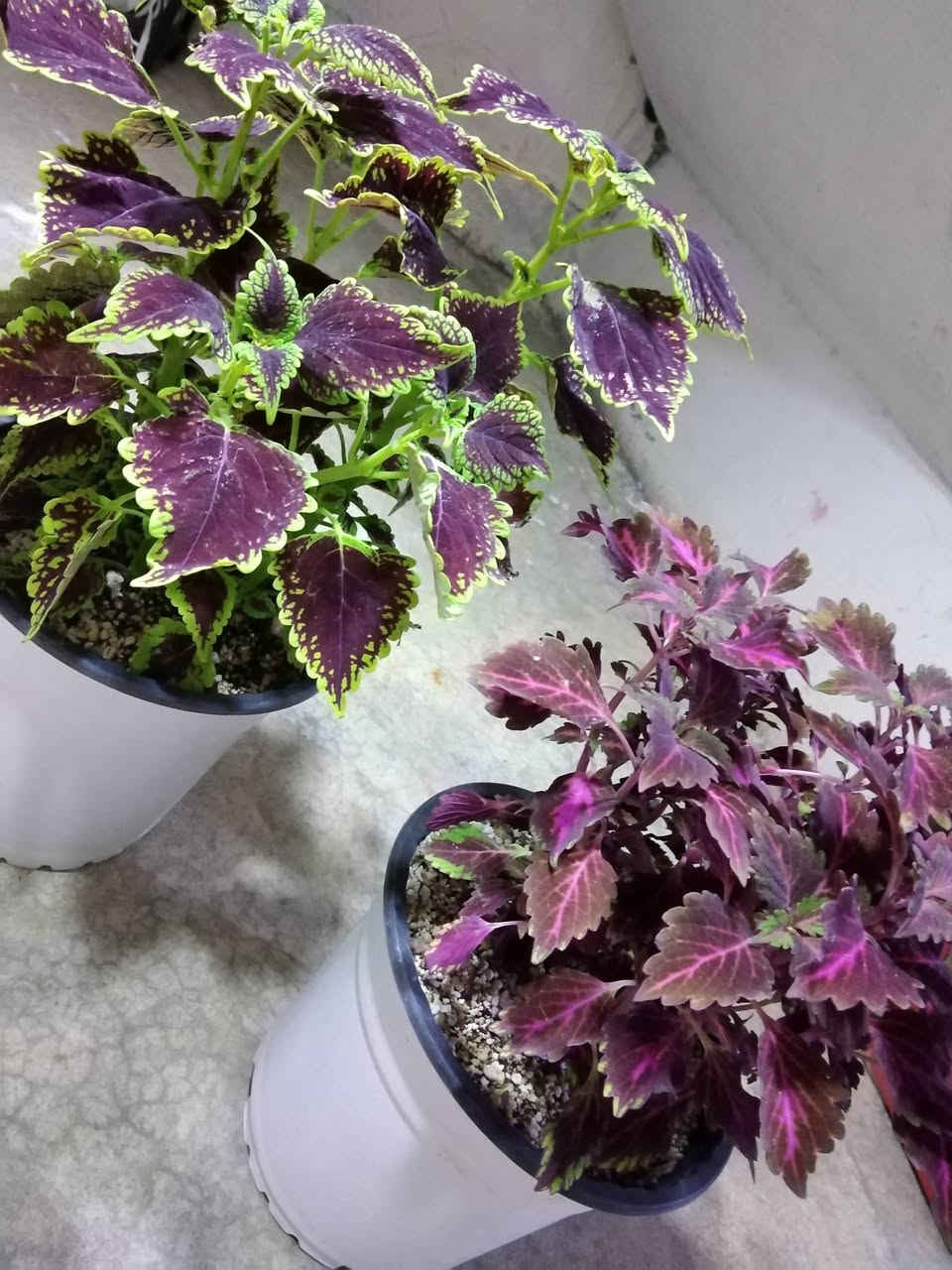 جمال لسجاد 🌺🌿
✨ ورود يومية بأجمل الألوان
🚚 توصيل مجاني داخل هبهب
📍 أقرب نقطة دالة: قرب مدخل المجمعات
📩 للطلب مراسلتنا خاص


**إذا كنت صاحب هذا الإعلان وتريد حذفه لأي سبب، رجاءا أرسل رسالة إلى الدعم الفني**