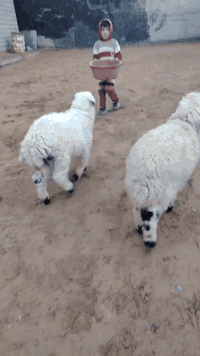 طليان • العدد ٣ • صلاح الدين بيجي