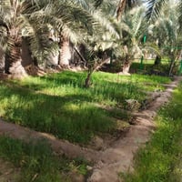 دونم مع بيت • مزرعة كاملة • ٣ غرف حمامات