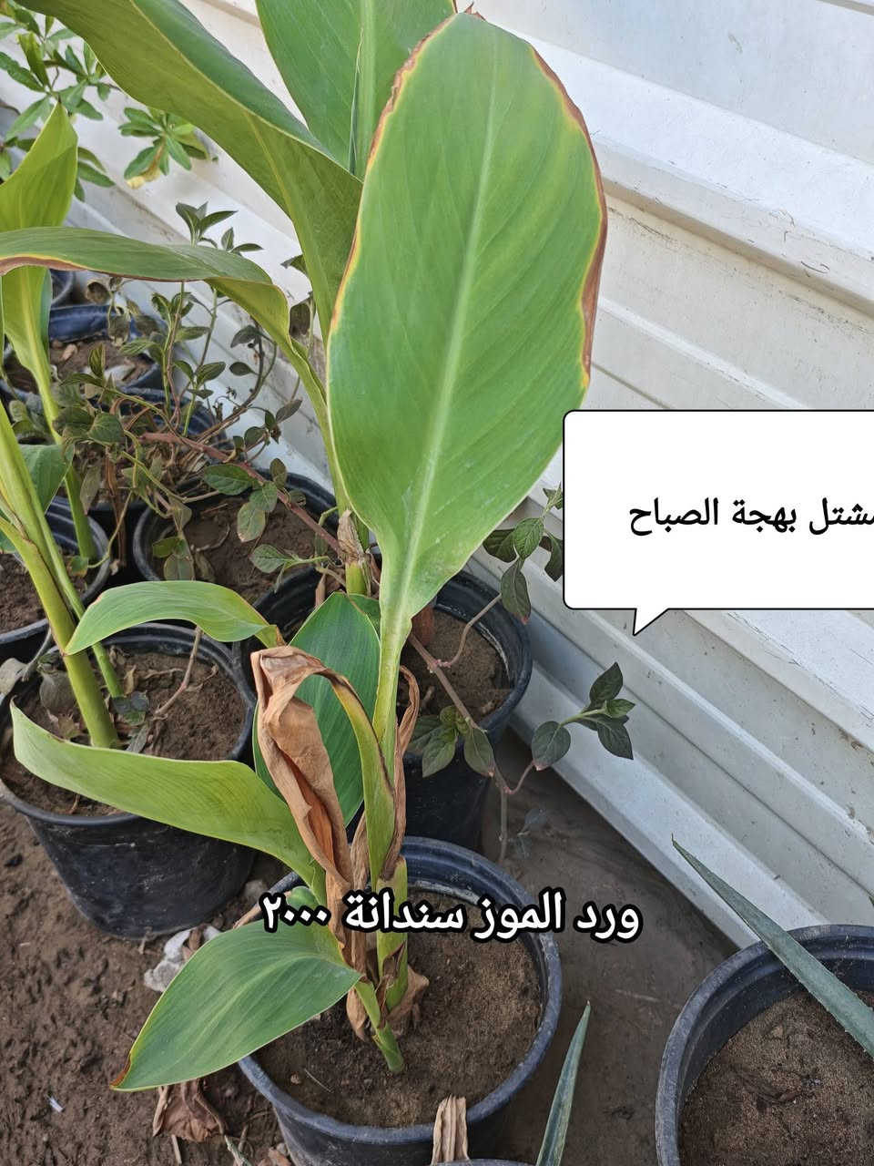 سلام عليكم 
متوفر ورد صباح ٨ الوان غير مورد حاليا سعر سندانة ٣٠٠٠ وبقية تفاصيل بلصور عنوان بغداد الاسكان


**إذا كنت صاحب هذا الإعلان وتريد حذفه لأي سبب، رجاءا أرسل رسالة إلى الدعم الفني**