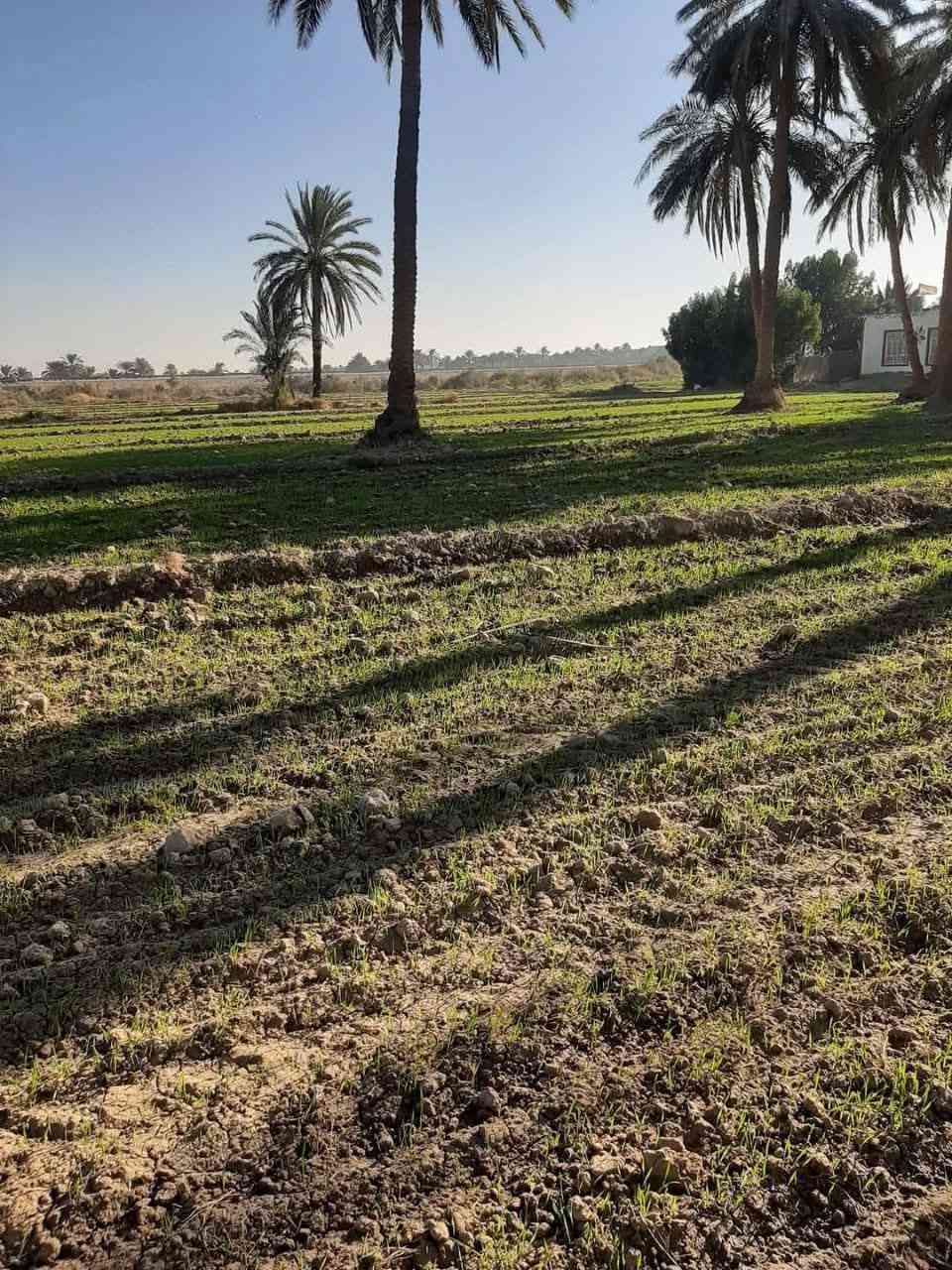 🌹السلام عليكم ..🌹

🌌#__أرض_زراعية__للبيع  🌌

🌍🟧#موقع_راقي__راقي__جدا

🌎 موقع راقي جدا صالح للاستثمار والسكن والزراعة 

🌐🌎الموقع ** الحمزة الغربي   __ مقابل شركة الاتحاد للسكر

🟥التفاصيل 👇👇

🟧المساحة : 4 دونم 

🌠 مباشر على الشارع الدولي 

🌌 صالحة للسكن والزراعة والاستثمار 

🟥السعر : سعر الدونم الواحد 18مليون وبيه مجال 

🌠 البيع عن طريق المكتب حصرا 

للاستفسار اكثر يرجى زيارة مكتبنا مكتب دلالية الرياحين للعقار          
#الكائن ..
 مقابل مديرية ناحية الحمزة على جهة الشارع الخدمي مجاور مكتب الإمارة.
             أو 
🟥الاتصال على ،,#الادارة:  *********** واتساب 

                                         *********** واتساب 

                                         *********** واتساب 

🏞️🏞️ للأعلان والترويج عن عقاراتكم يرجى مراسلة الصفحة أو مراسلة خدمة الزبائن واتساب ☎️ *********** ☎️
