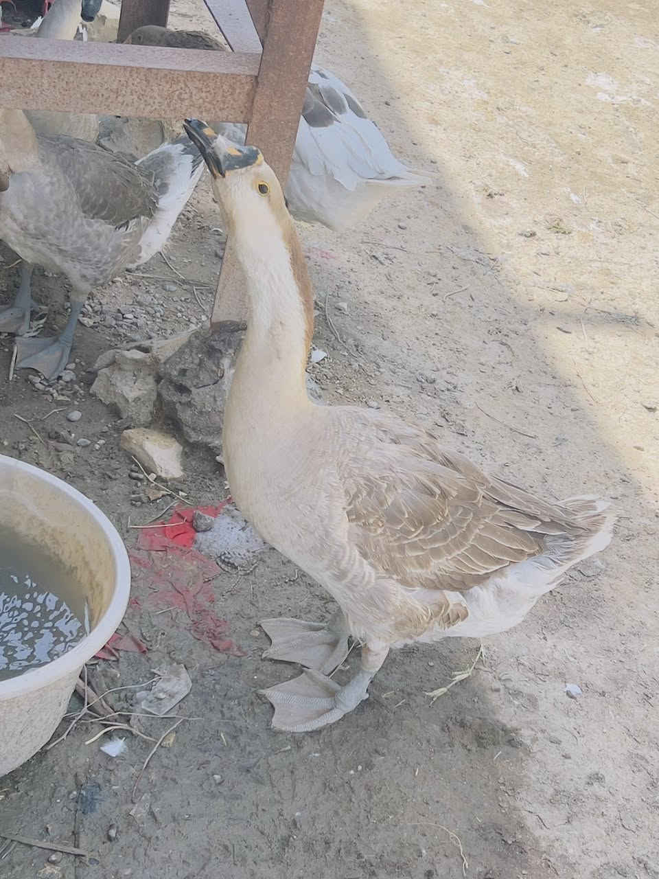 بط كوبرة نثايه للبيع سعر التك ((30 ))


**إذا كنت صاحب هذا الإعلان وتريد حذفه لأي سبب، رجاءا أرسل رسالة إلى الدعم الفني**