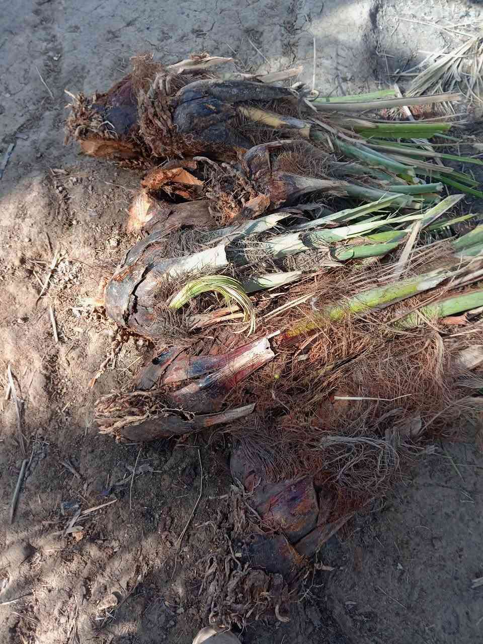 موجود النخلات بلاش بس فلوس شلاع  ***********
