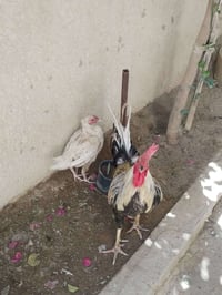 دجاج عرب ديج • زوج دجاج • كربلاء حي الوفاء