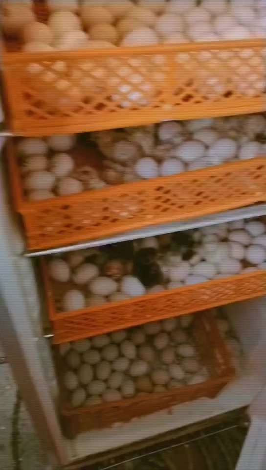 سلام عليكم متاح لبيع فقاسه بنضام الدكت العراقي
تفقيس ١٠٠بل ١٠٠  350بيضه شرط التفقيس السعر 200 
مكاني كربلاء فوك من فندق البارون  عامود 100
‏‪0777 966 5565‬‏
