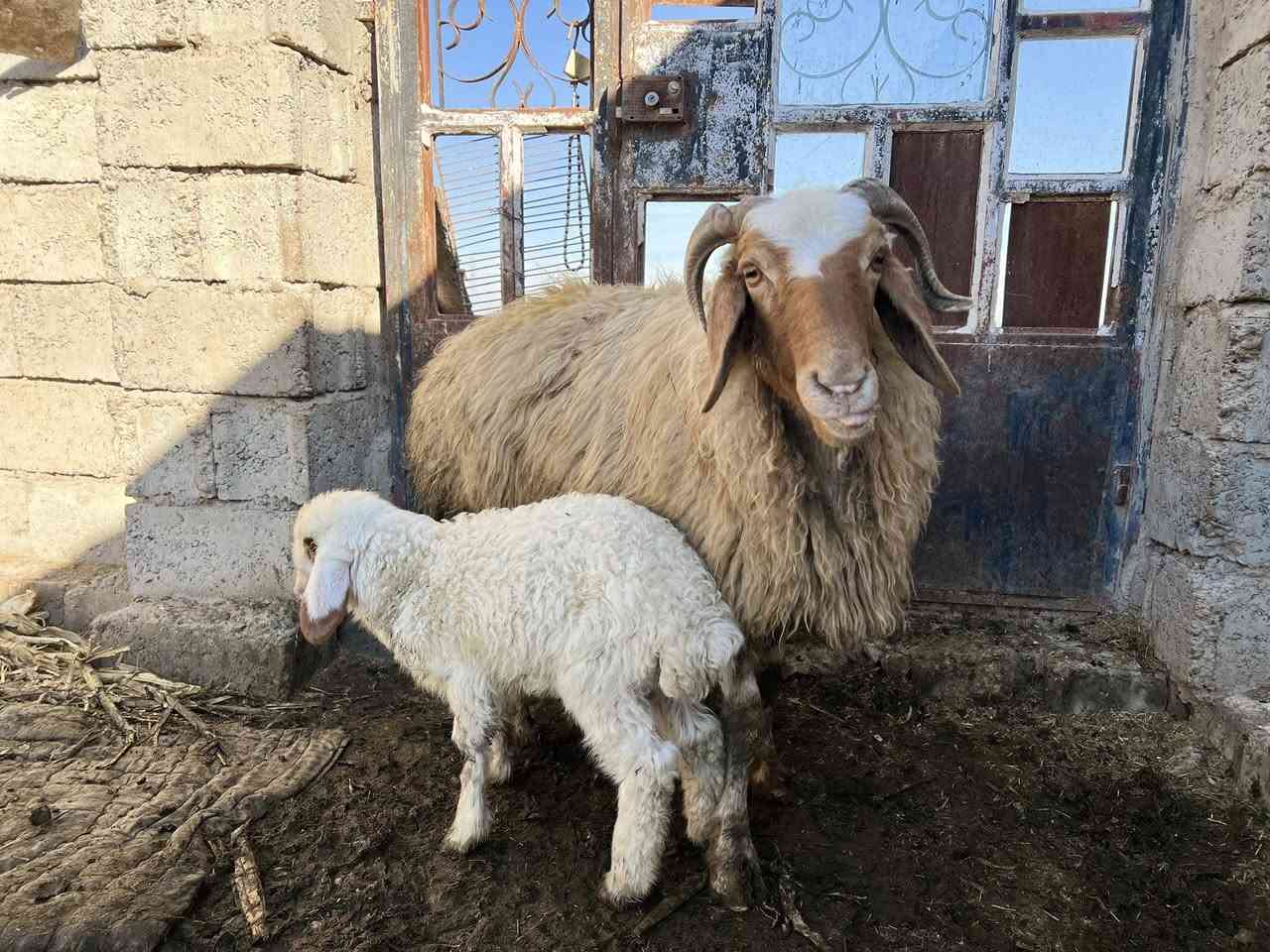 ألسلام عليكم يوجد انعاج للبيع وراهن طليان السعر علخاص للاستففسار ***********////***********
