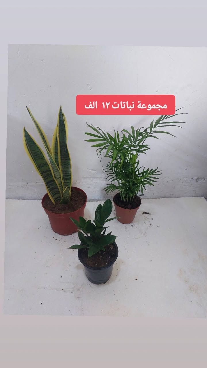 عروضنا العيد ويانا غير 🎊🎊🎉عروضنا مستمرة يوجد خدمه توصيل لجميع مناطق كركوك للاستفسار يمكنكم مراسله الصفحه


**إذا كنت صاحب هذا الإعلان وتريد حذفه لأي سبب، رجاءا أرسل رسالة إلى الدعم الفني**