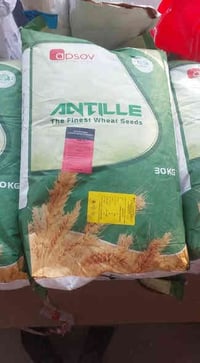 كركوك طوبزاوه • الرافدين للزراعة الحديثة • بذور أصناف