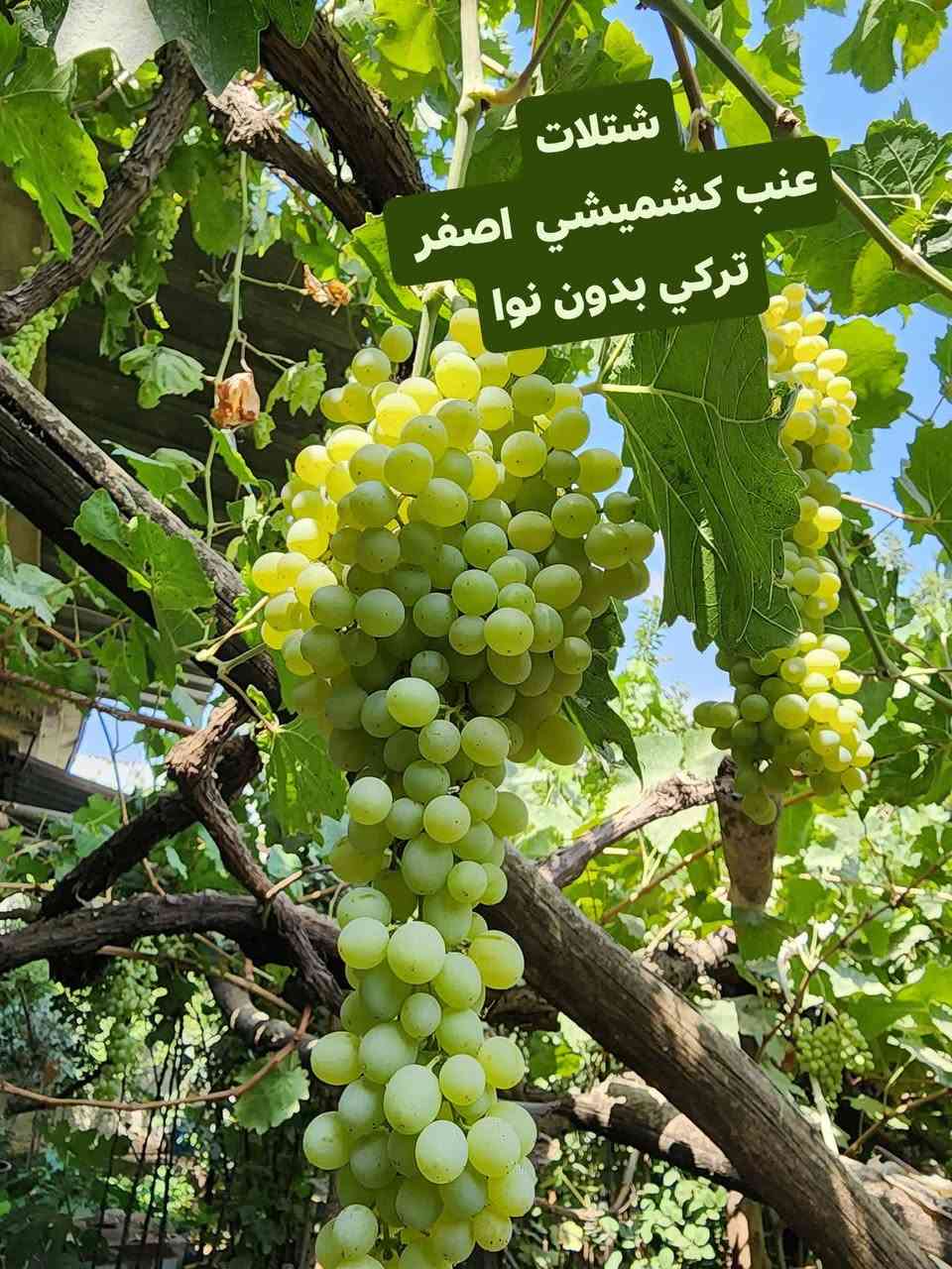 تم افتتاح مشتل الكريعات في الجغيفي الثانيه قرب جامع الواحد الاحد بانسب الاسعار
توفر
لارنجي ١٢٥٠ ارتفاع متر
كابرس ١٠٠٠
ددونيا ١٠٠٠
قلم طوز خشن ١٥٠٠ وجمله ١٠٠٠
جهنمي الوان ٤٠٠٠ 
ورد موسمي ١٠٠٠ 
ورد جوري سلطاني ٣٠٠٠ وب ٢٠٠٠
لالنكي سوبر مترين ب٧ ومتر ونص ب٥ وب٤٠٠٠
نومي حامض عراقي مترين  ب٣٥٠٠ والخشن عمره ٣ سنوات ب١٠٠٠٠
نومي قزمي ب١٠ 
برتقال ياباني قزمي ب١٠ 
برتقال عراقي بالسندان ب٥ وبالكيس ب٤٠٠٠ ارتفاع متر ونص
لنكدنيا خشنه حامله ب١٢
سندي ب٨ 
كرينفوت ب٨ 
لاكاسيا مترين ب٤
البيزيا مترين ب٤
عنب اسود رئاسي خشن ب٨ 
عنب حلواني وكمالي ب٧
نبك تفاحي حامل ب٨ 
تين اسباني اصفر يحمل صيف وشتاء ارتفاع مترين ب ٤
نومي حلو ب٤
نومي بصره ب ٧
تفاح شرابي ابيض ب٢٥٠٠
تفاح مغربي  خد وخد ارتفاع مترين ب٤ 
مشمش احمدي خشن ب٥ 
خوخ احمر خشن ب٥
خوخ كعكي ب٣ 
كوجه بيتنجانيه ب٣ 
كوجه كربلائيه ب٣ 
آلو دموي واحمر واصفر ب٣ 
رمان يمنيي ب٥ 
رمان امريكي ب٥ 
روز ماري ب٢٠٠٠

مشتل الكريعات ...
الجغيفي الثانيه طريق السجر قبل السيطره قرب جامع الواحد الاحد
***********
