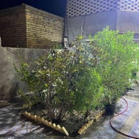 بيت زراعي • البدعه طريق الساده • ٥٠٠م