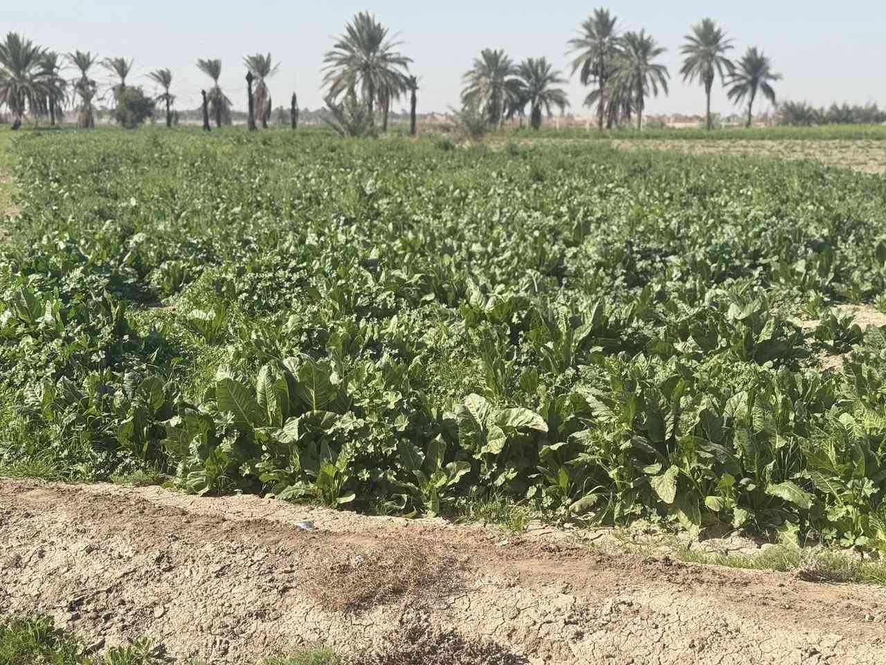 فرصة مميزة للراغبين بالاستثمار أو السكن 👌
تتوفر قطع أراضي بمساحات كبيرة وموقع ممتاز على طريق حلة – نجف، قريبة من الخدمات والطريق العام.

✔️ موقع استراتيجي

✔️ مناسبة للسكن أو المشاريع

✔️ أسعار مناسبة وقابلة للتفاوض

للاستفسار والمزيد من التفاصيل يرجى التواصل ***********
