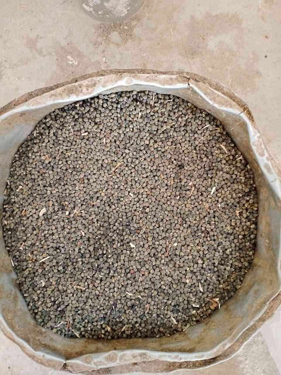 السلام عليكم
يوجد حب،باميا درجه اولى بترا او حسناويه تطرح من علاتها شبر 50 يوم تطرح


**إذا كنت صاحب هذا الإعلان وتريد حذفه لأي سبب، رجاءا أرسل رسالة إلى الدعم الفني**