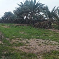 يتوفر دونم طابو زراعي سند 25 كل الخدمات متوفره  معرفه تفاصيل اكثر  اتص...