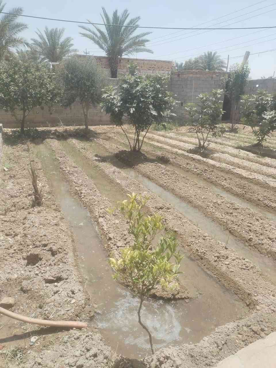 للبيع بيت مع نص دونم تحويل مباشر بسم المشتري طريق سومر دغاره البيت موثث للتواصل *********** متوفر وتساب
