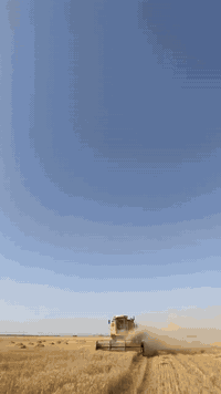 سلام وعليكم حاصده نهولند للبيع موديل 2019 اربعه بلم جاهزه وميحتاج اي مصرف تصرف عليها موجود بكل وقت ***********
