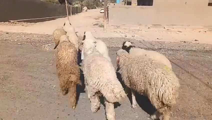 سلام عليكم طليان للبيع شلع او مفرد شراي يتصل ***********خاص واتساب توصيل موجود مكاني حي البتول
