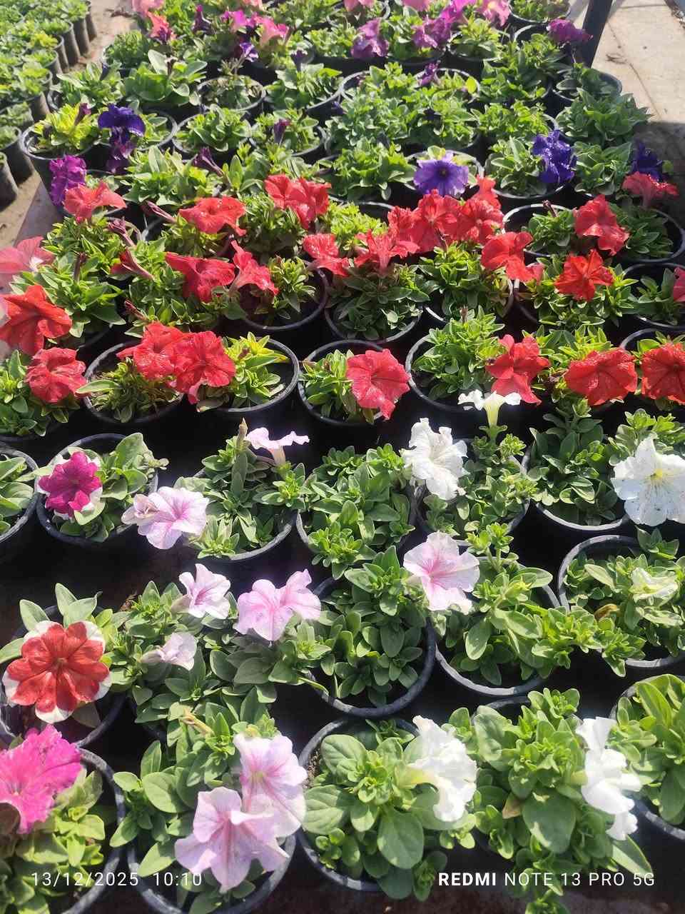 اللهم صل على محمد وآل محمد…
مشتل فدك 
يتوفر في مشاتلنا كافة انواع الاشجار الزينه والمثمره وبكميات كبيره واسعار مناسبه 
خصومات قويه للكميات  

يعني كلشي تريده موجود ولا تفكر بالفلوس

العنوان // ناصرية  طريق سوك الشيوخ الفضليه مشتل فدك 
***********
