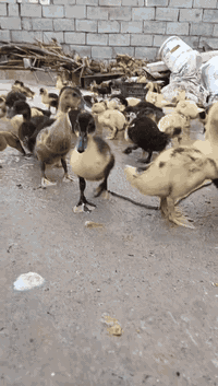 سۆنەی هۆڵندی تەمەن يەک مانگ بەردەستە جووتی 7هەزر ژ ***********
